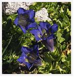 Gentiana acaulis * Trumpet Gentian - Gavarnie Pyrenees- July 1986 * 3414 x 3552 * (3.85MB)